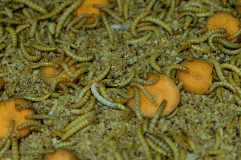 Mehlwürmer